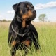 Rott
