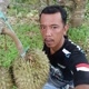 Durian montong sulawesi