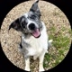 Olivia A Border Collie