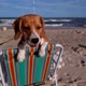 Maggie.Beagle4