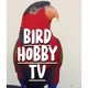 Bird Hobby Tv