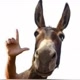 DONKEY