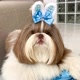 dogshihtzu.theo