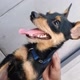 billy.o.pinscher