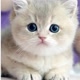 Cute Animals Videos!