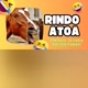 Rindo atoa oficial