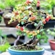 Bonsai de quintal