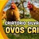 Criatoriosilvasantos