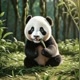 MyfavoritePanda🐼