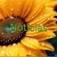 🌻Notícias Girassol🌻