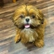 Mel Shih Tzu