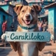Carakiloko