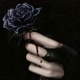 BlackRose 98