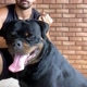 CANIL BRASÃO NEGRO ROTTWEILER