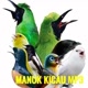 MANUK KICAU MP3