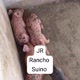 JUNIOR RANCHO SUINO🐖