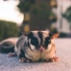 Sugar Glider