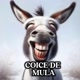 COICE DE MULA