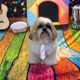 Benjamim ShihTzu