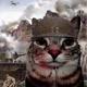 CAT WAR