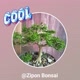 Zipon Bonsai