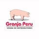Suínos Granja Peru Oficial