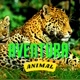 Aventura Animal