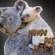 Mundo dos pets