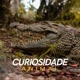 Curiosidade Animal