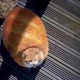 cat bread.