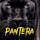 Pantera negra 🖤