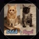 Stitch & Angel irmãos Maine Coon