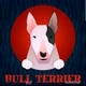 ids_bullterrier
