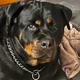 Areta_rottweiler