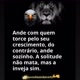 Sagitário ♐