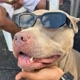 Dudu  Pitbull dengoso
