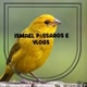 Ismael Pássaros e vlogs✅