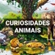 CURIOSIDADES ANIMAIS 🦁🐯