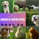 amigos de quatro patas