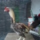 kekal Rooster faigter