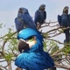 ARARA AZUL