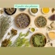 O PODER DAS PLANTAS
