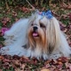 Hazel Grace Shihtzu