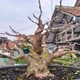 Bungdev Bonsai