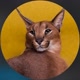 Pumba caracal