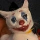 Joker Cat