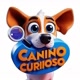 Canino Curioso