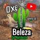 OXE BELEZA DO NORDESTE 🌵🦜
