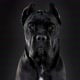 CaneCorso