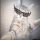 o 🐈